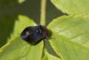Penthimia nigra
